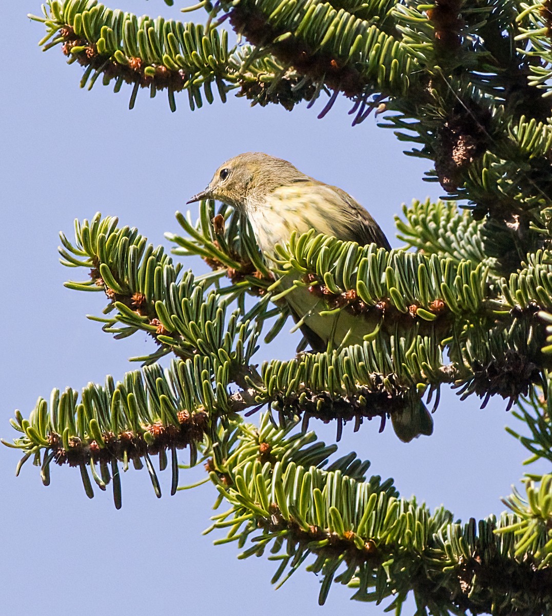 Cape May Warbler - ML623396593