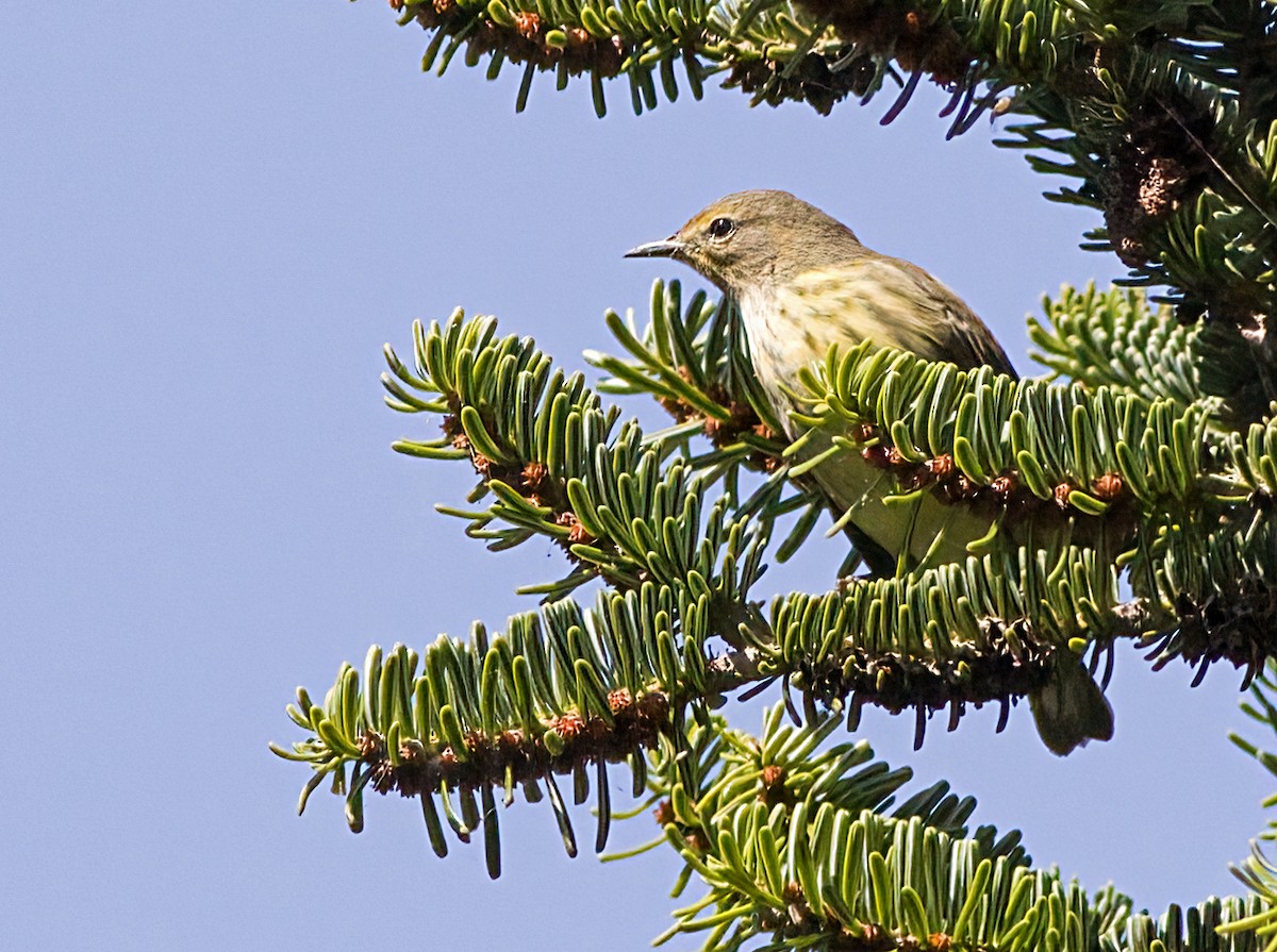 Cape May Warbler - ML623396595