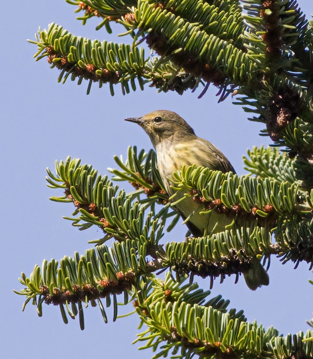 Cape May Warbler - ML623396596