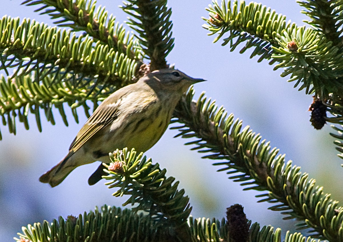 Cape May Warbler - ML623396597