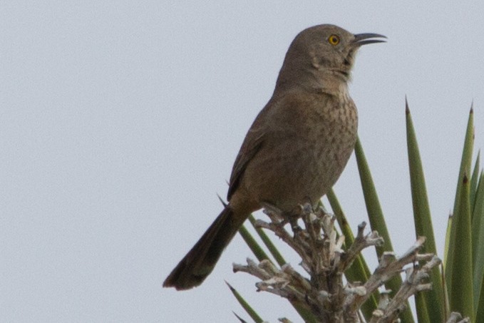 Curve-billed/Bendire's Thrasher - ML62339661