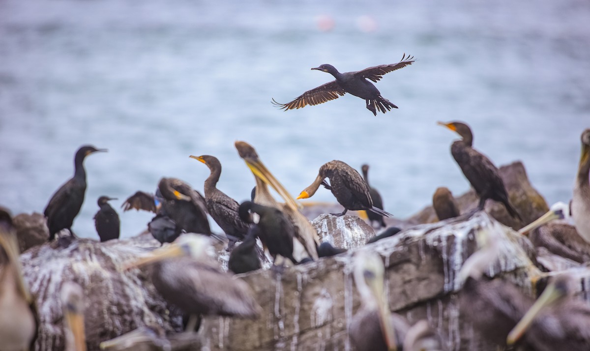 Brandt's Cormorant - Andrew Thomas 🦅🪶