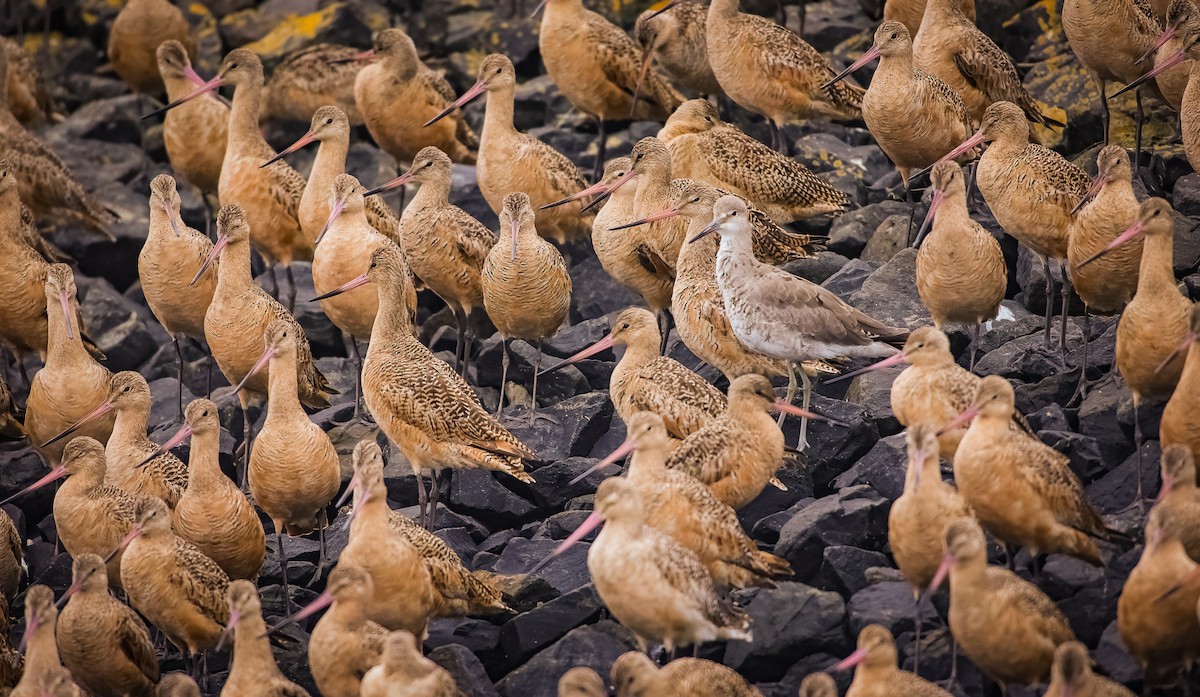 Willet (Western) - Andrew Thomas 🦅🪶