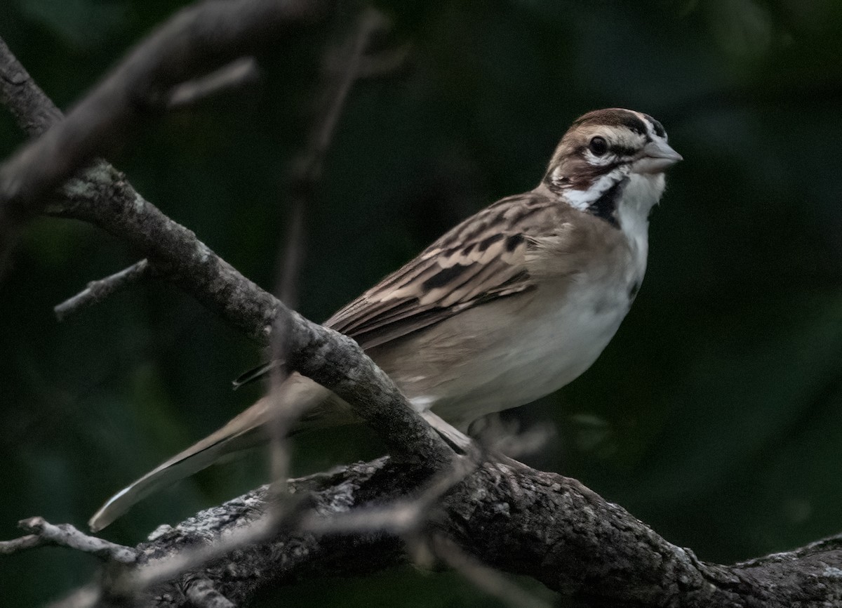 Lark Sparrow - Pat Tomsho