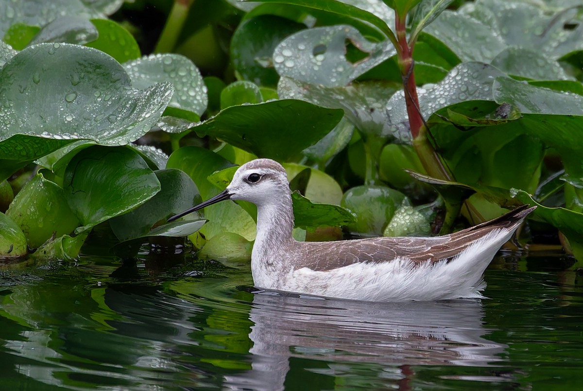 Wilson's Phalarope - ML623396642