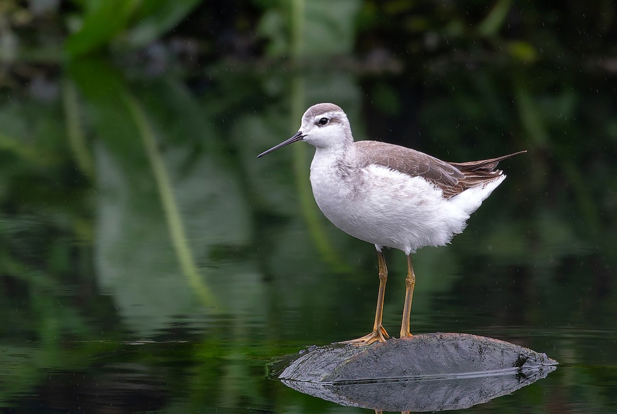 Wilson's Phalarope - Alexandre Gualhanone