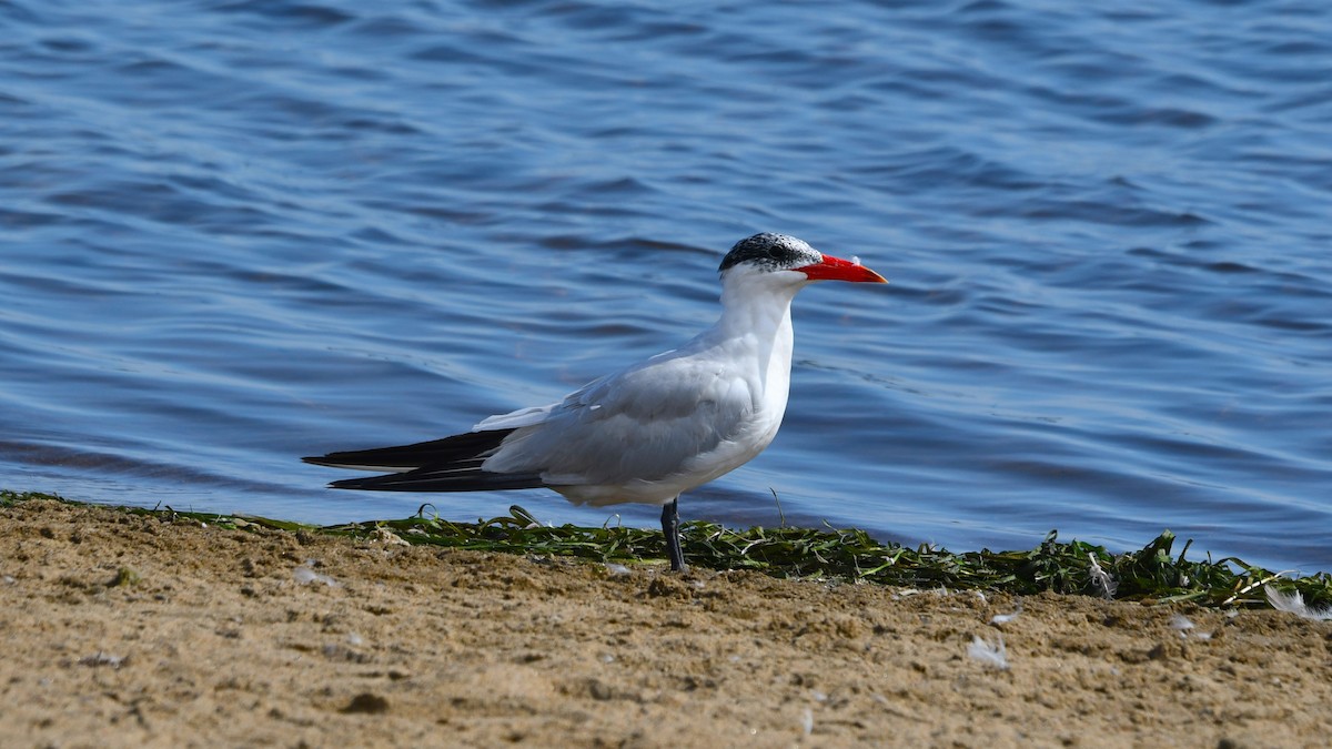 Caspian Tern - ML623396673