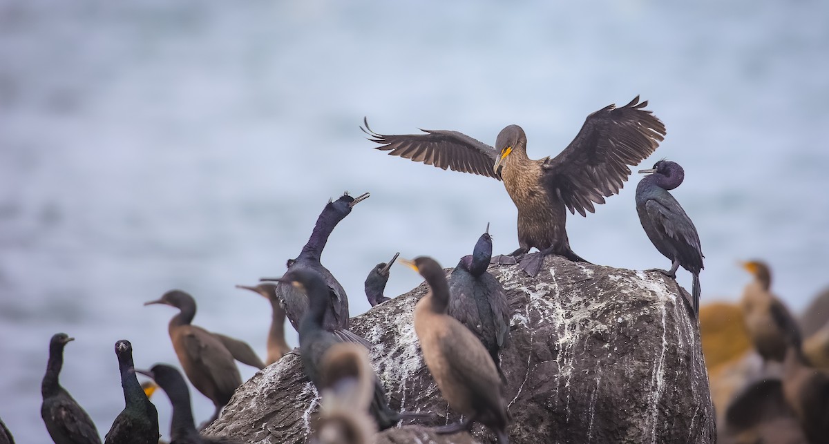 Double-crested Cormorant - Andrew Thomas 🦅🪶