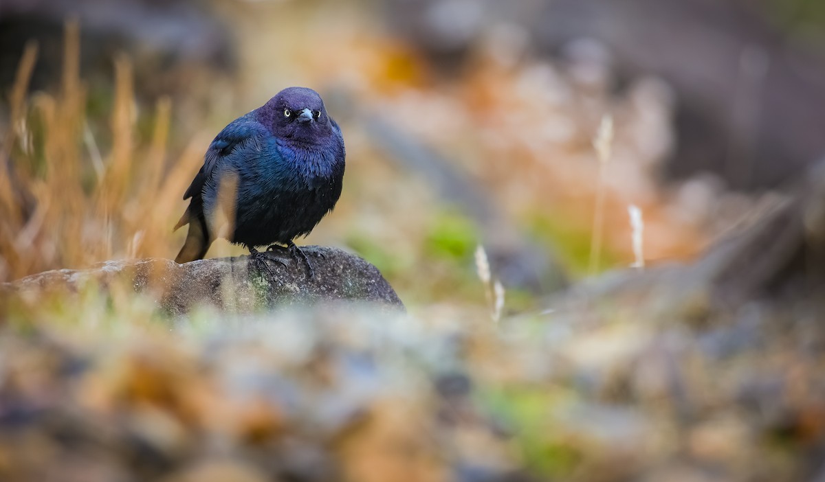 Brewer's Blackbird - Andrew Thomas 🦅🪶