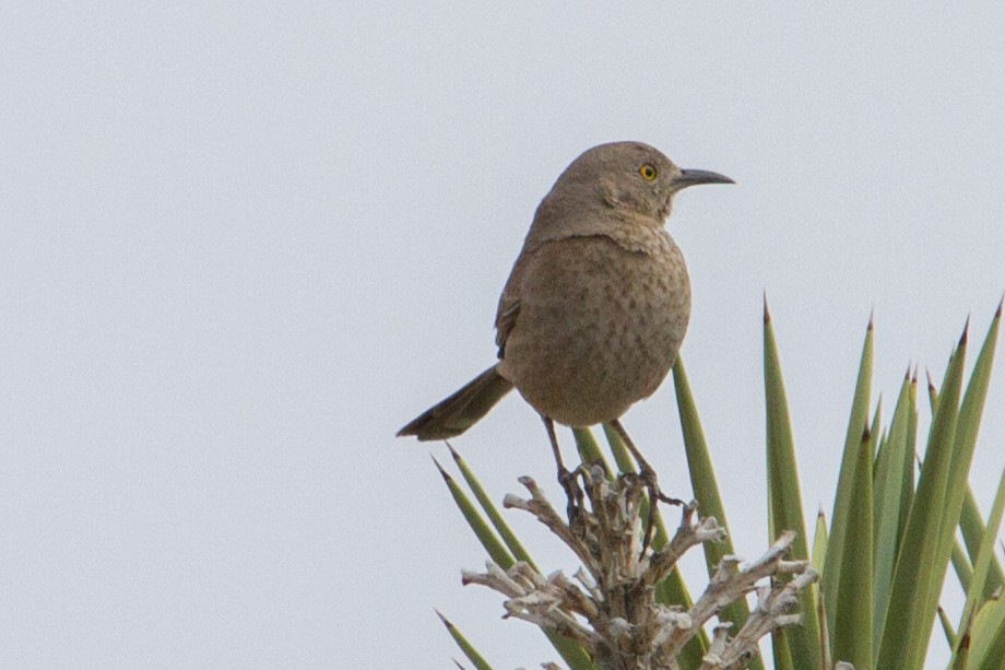 Curve-billed/Bendire's Thrasher - Scott Heidorn