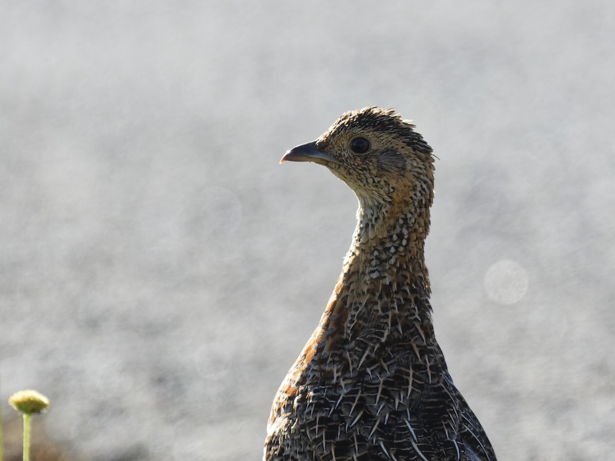 Gray-winged Francolin - ML623396719