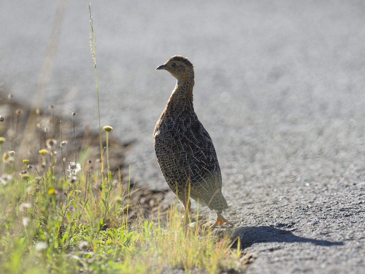 Gray-winged Francolin - ML623396720