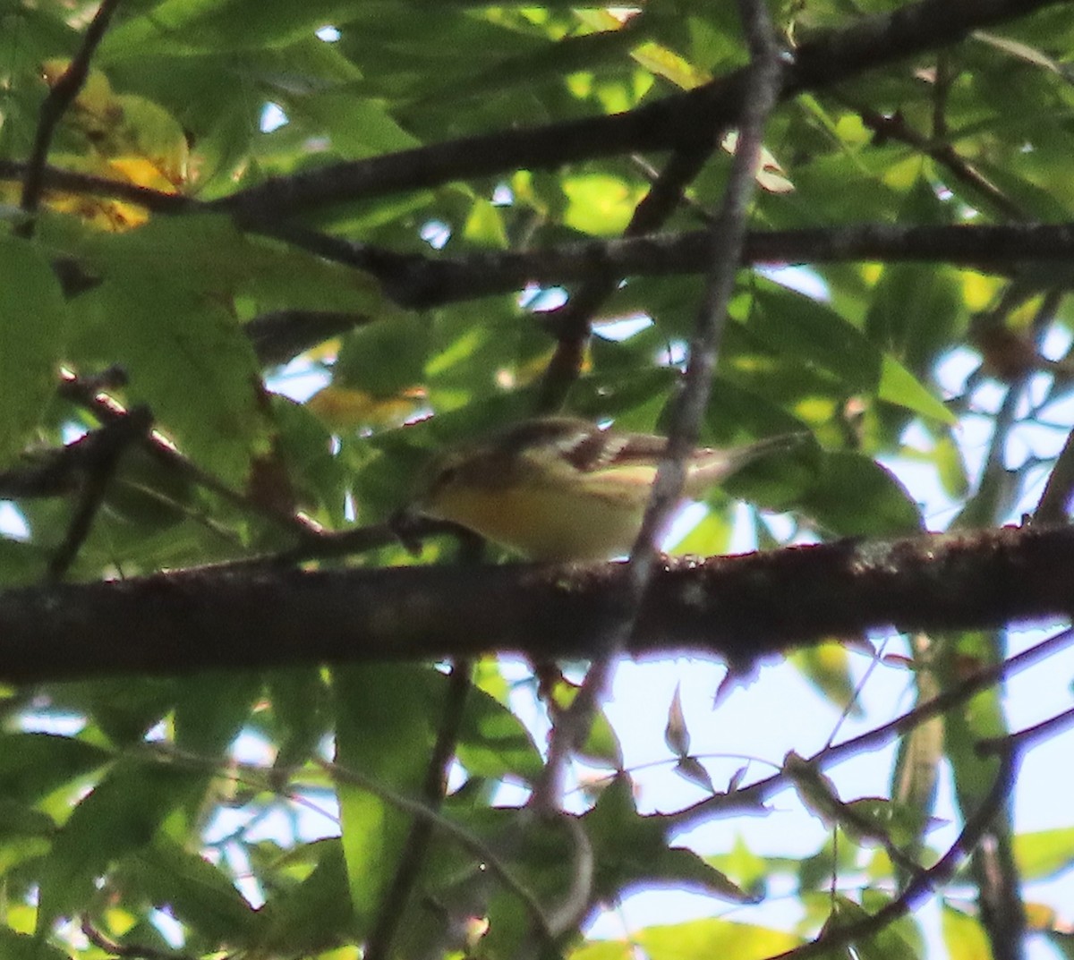 Blackburnian Warbler - ML623396746