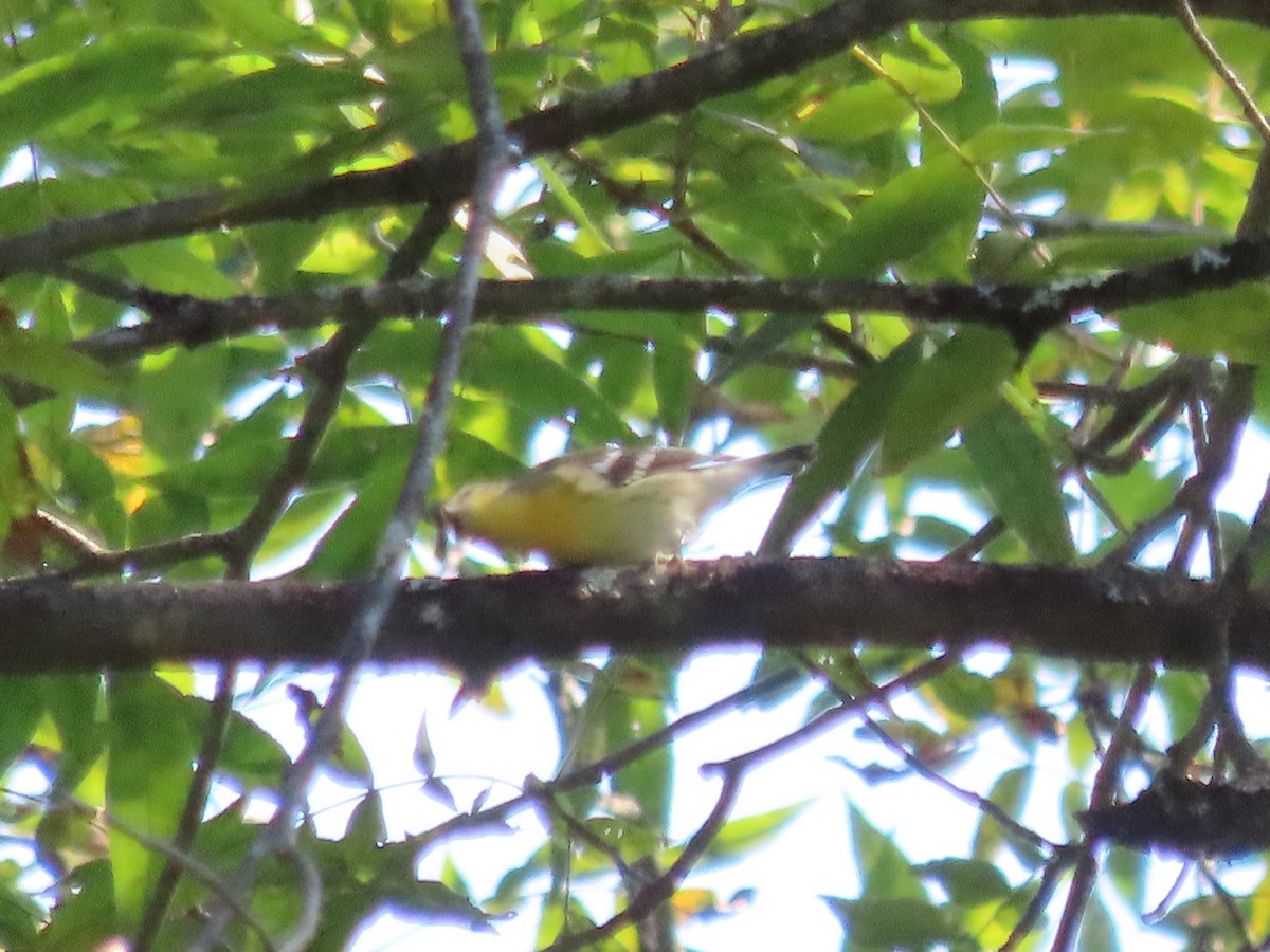 Blackburnian Warbler - ML623396747