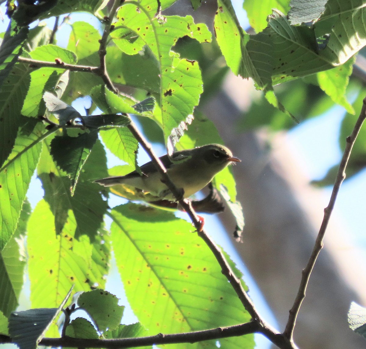 Black-throated Blue Warbler - Kim Springer