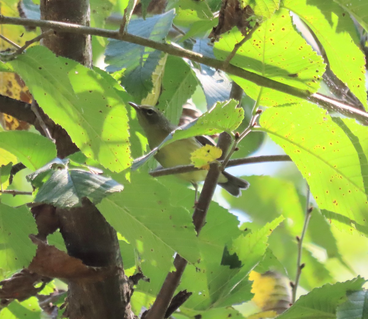 Black-throated Blue Warbler - ML623396764