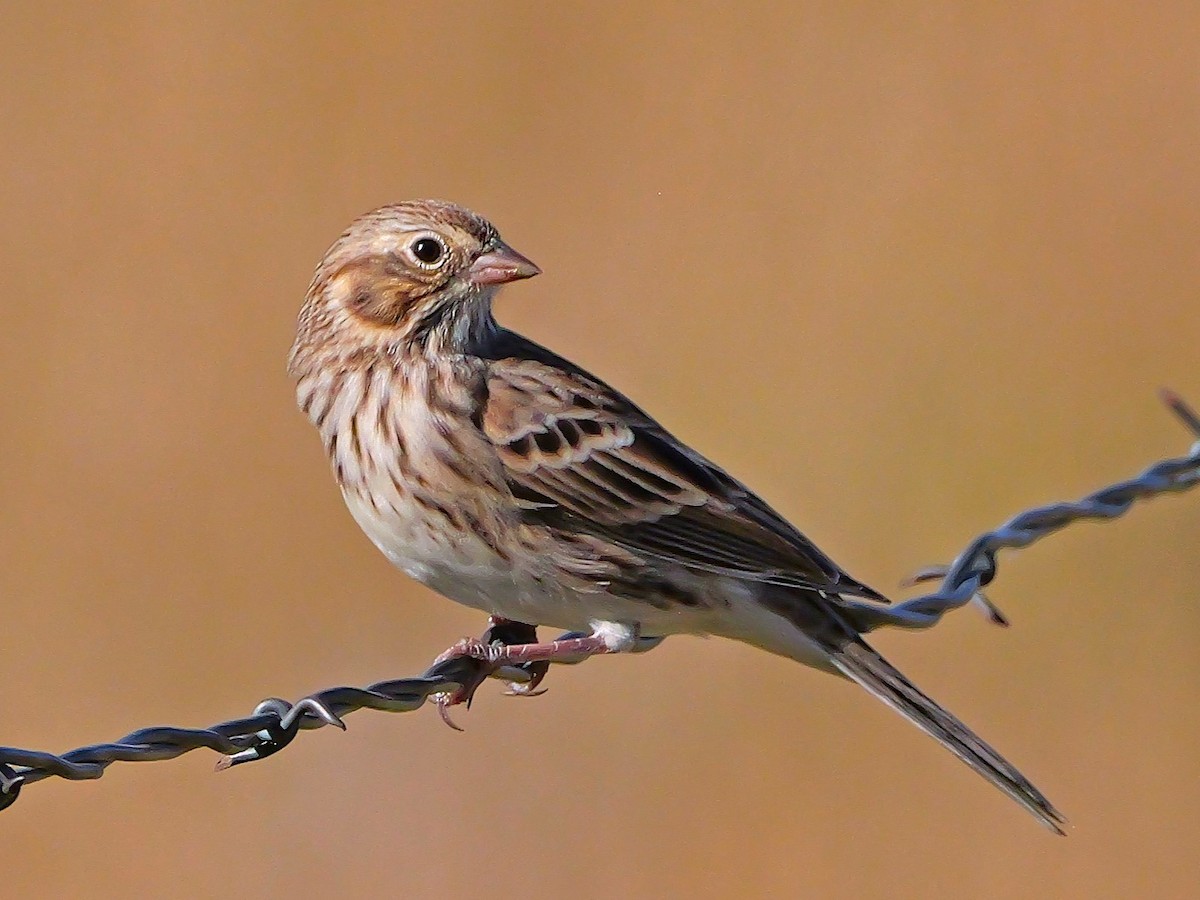 Vesper Sparrow - ML623396767