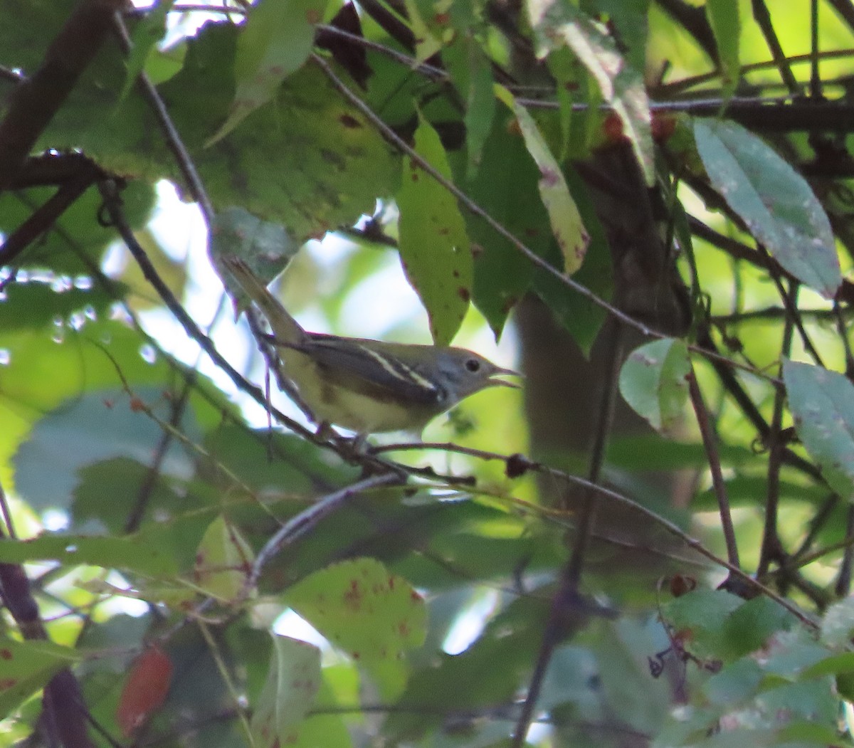 Chestnut-sided Warbler - Kim Springer