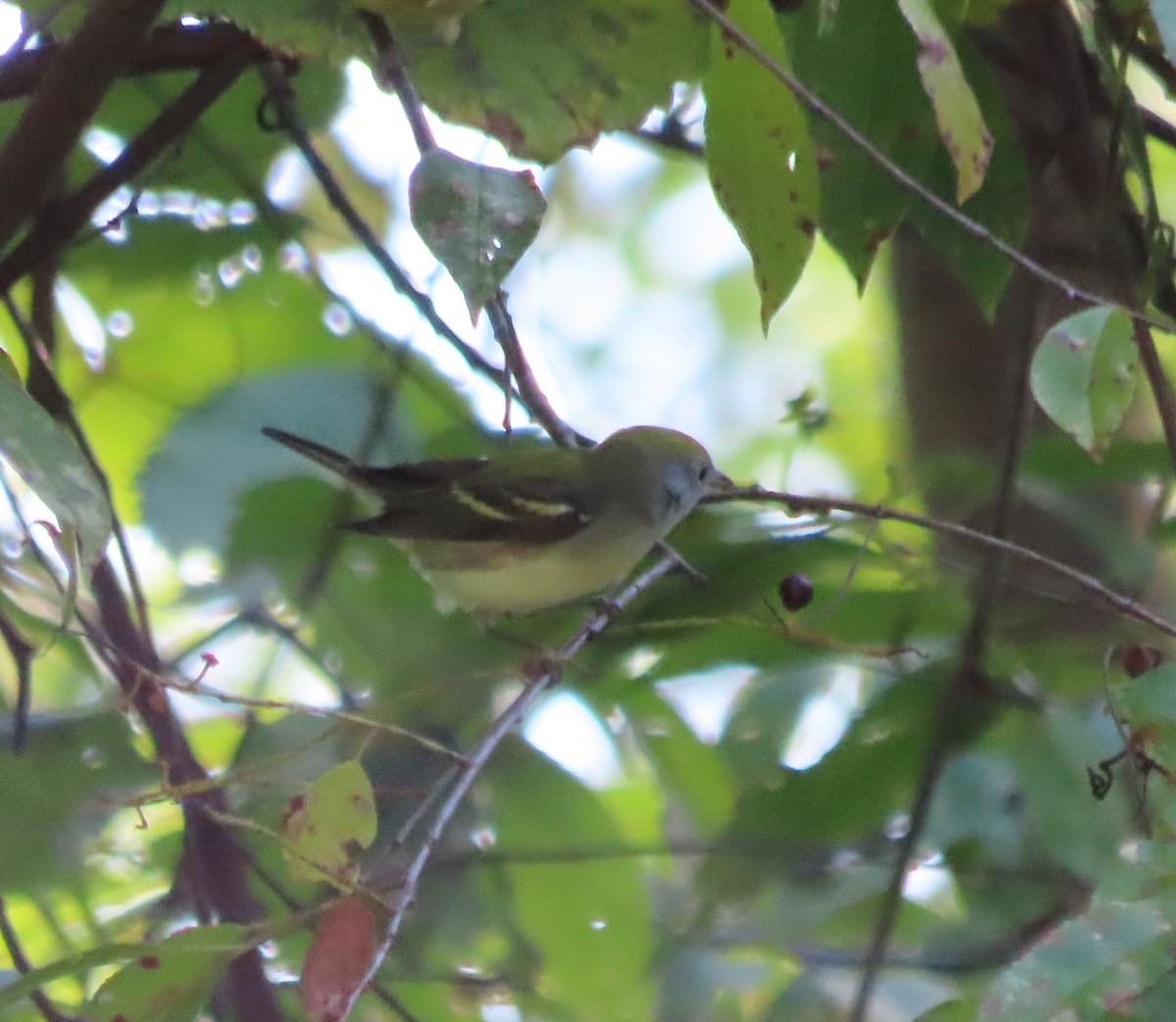 Chestnut-sided Warbler - ML623396770