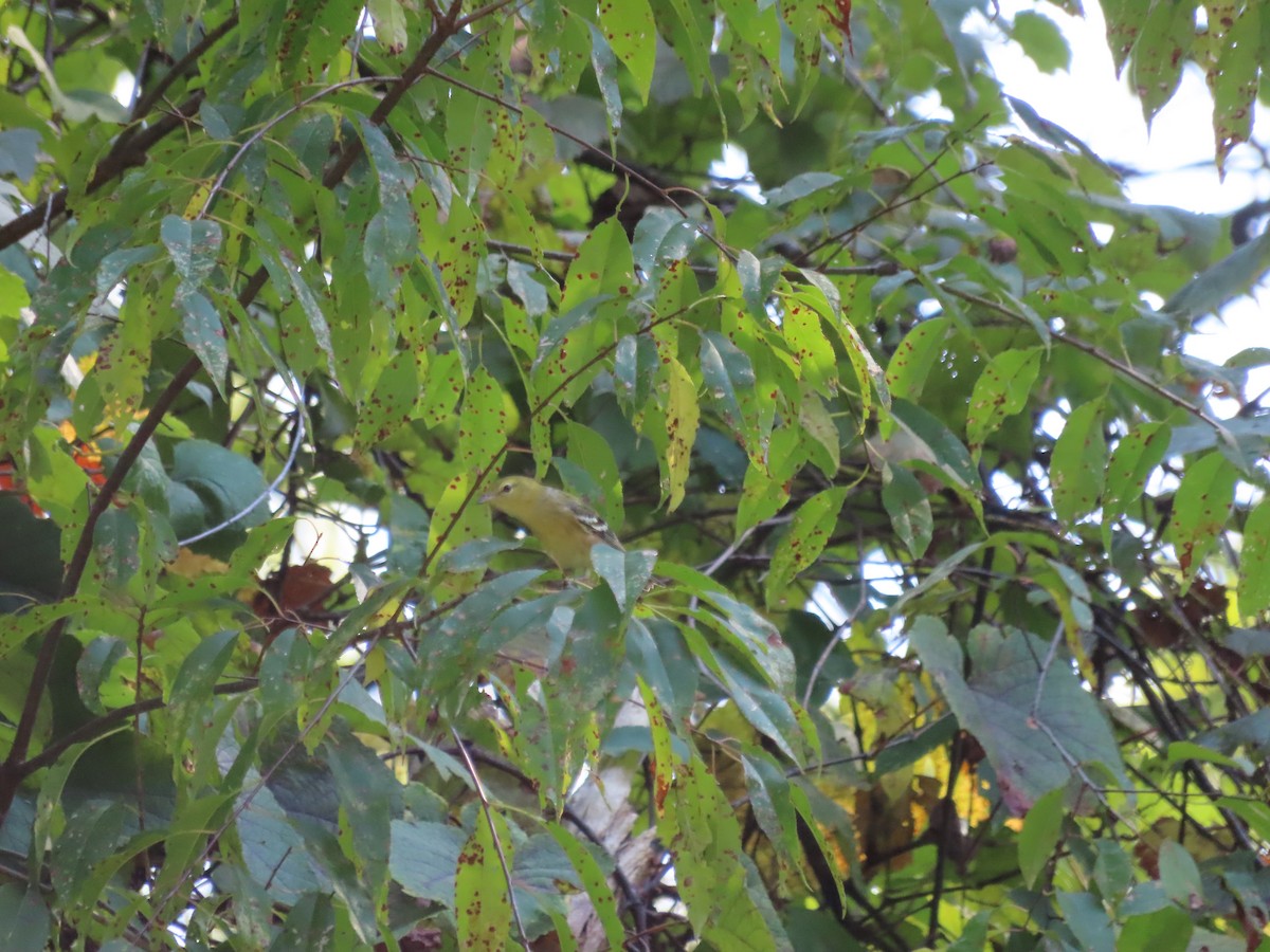 Bay-breasted Warbler - ML623396777