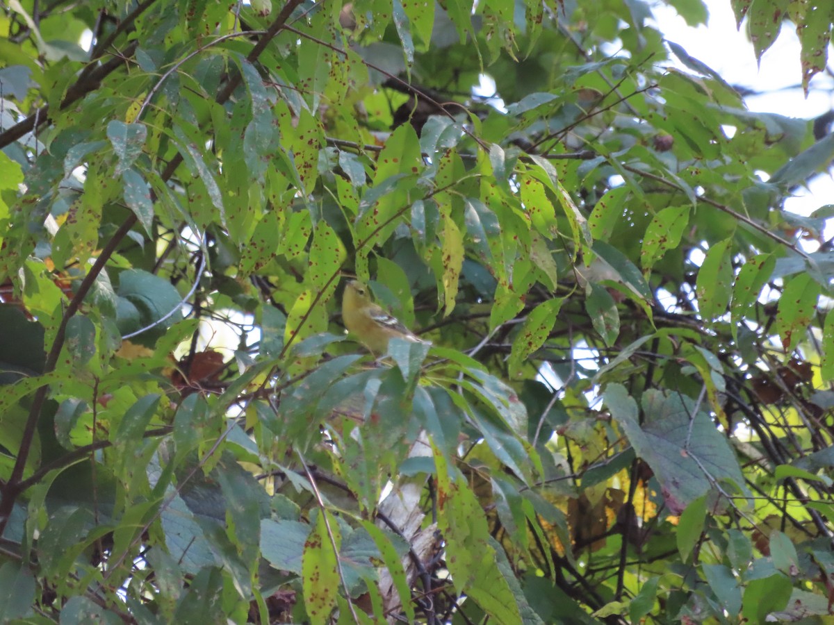 Bay-breasted Warbler - ML623396778