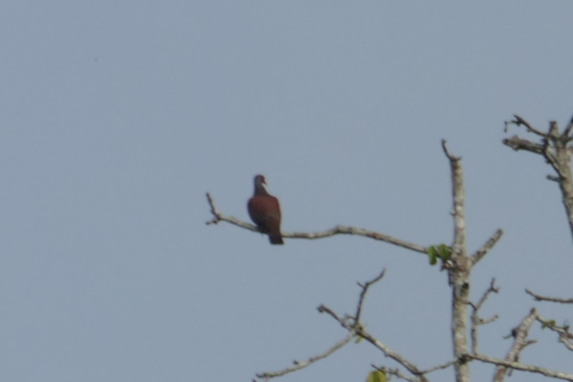 Pale-vented Pigeon - ML623396792