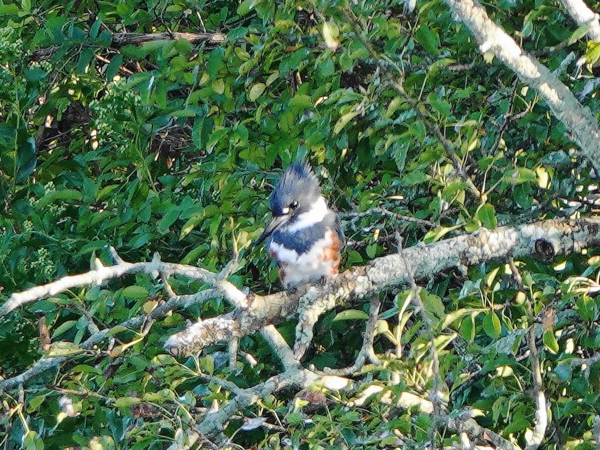 Belted Kingfisher - ML623396805