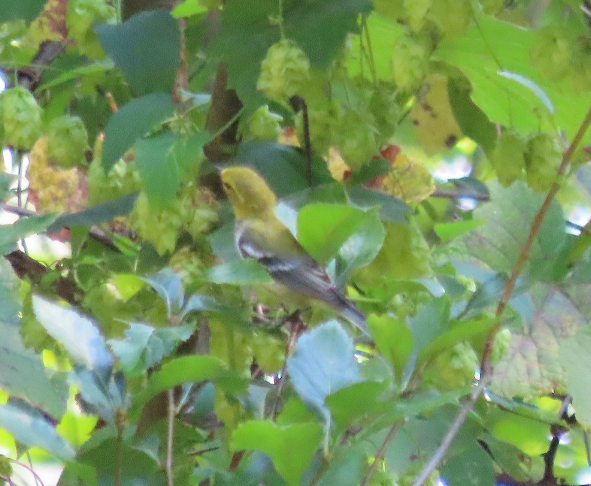 Black-throated Green Warbler - ML623396808