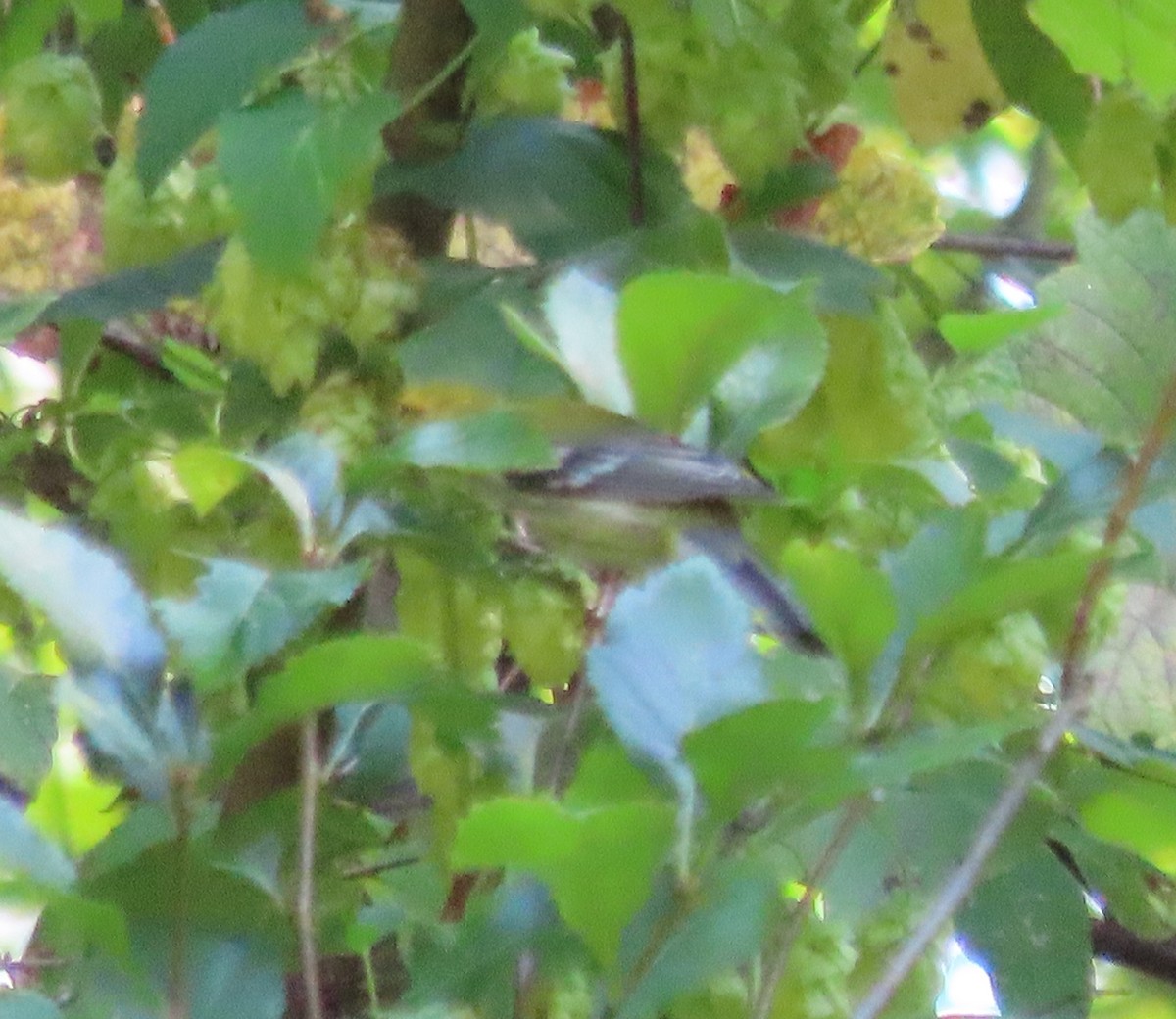 Black-throated Green Warbler - ML623396809