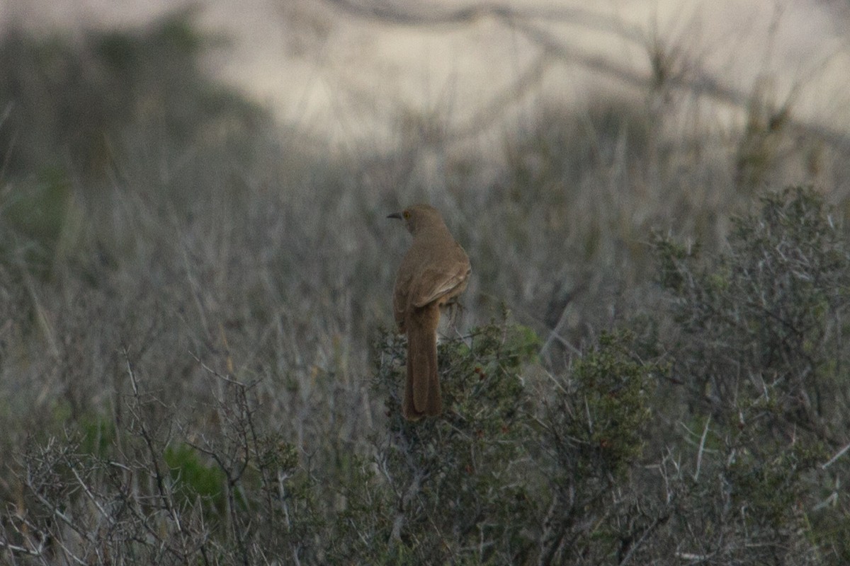 Curve-billed/Bendire's Thrasher - ML62339681