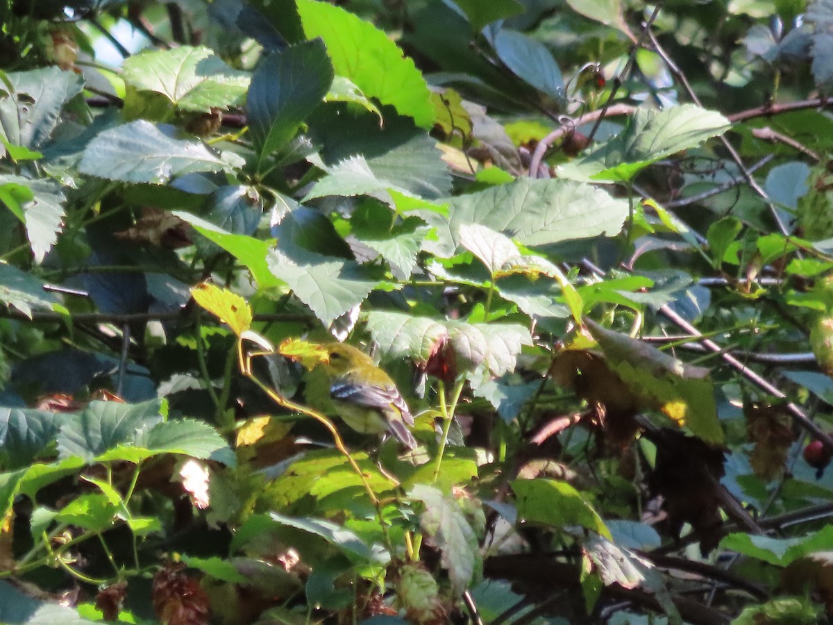 Black-throated Green Warbler - ML623396810