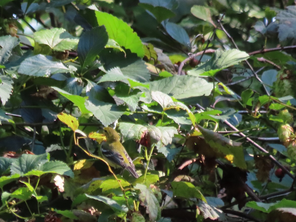 Black-throated Green Warbler - Kim Springer