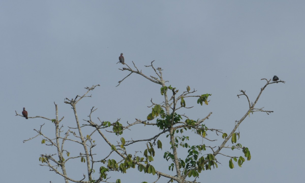 Pale-vented Pigeon - ML623396817