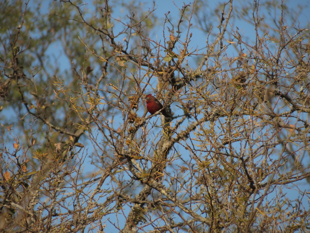 Red-crested Finch - ML623396847