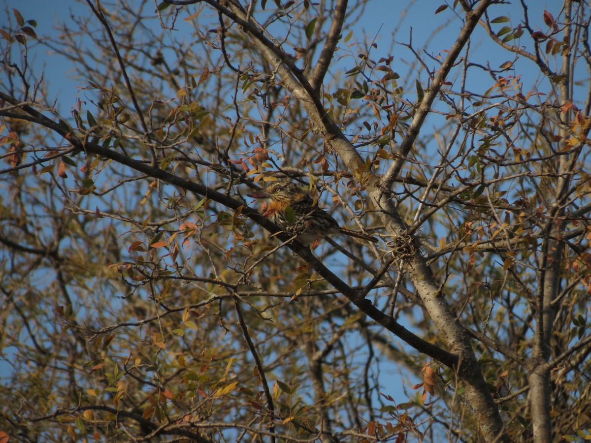 Spot-backed Puffbird - ML623396850