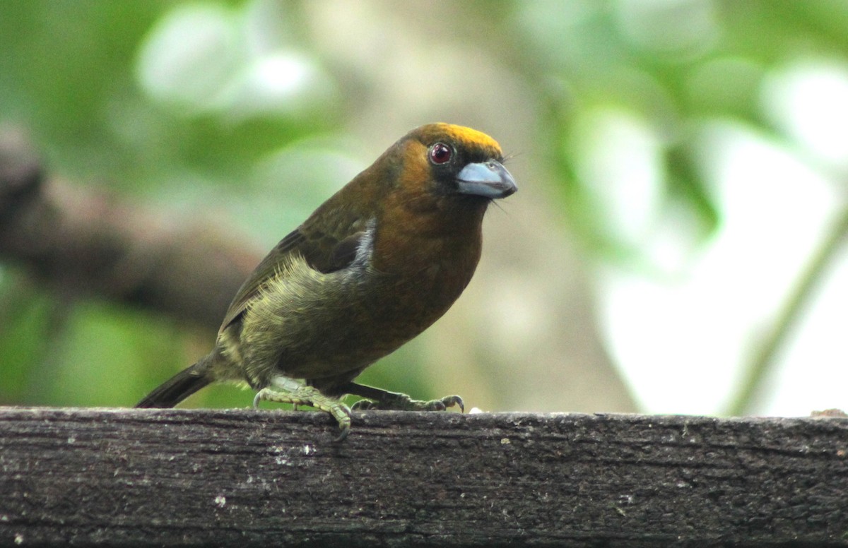 Prong-billed Barbet - ML623396863