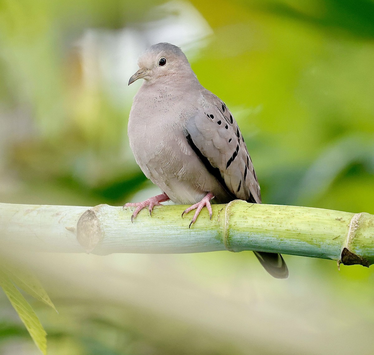 Ecuadorian Ground Dove - ML623396867