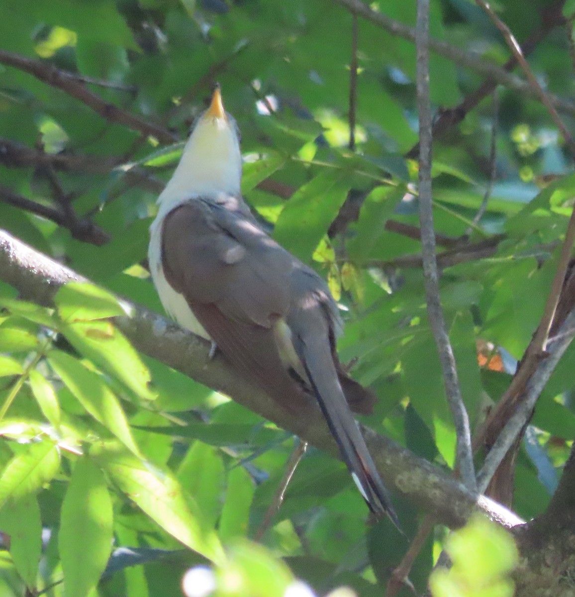 Yellow-billed Cuckoo - ML623396869