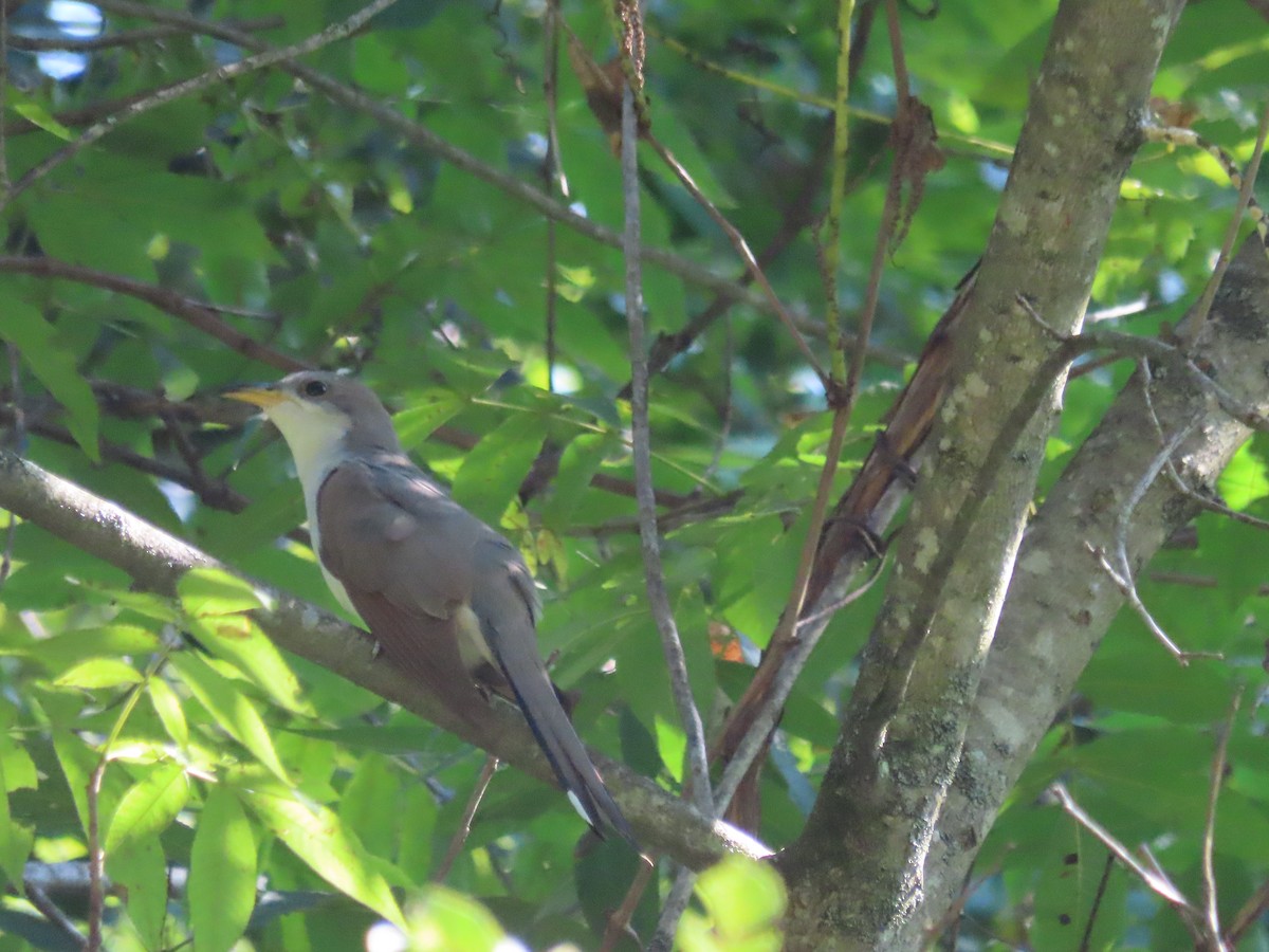 Yellow-billed Cuckoo - ML623396870