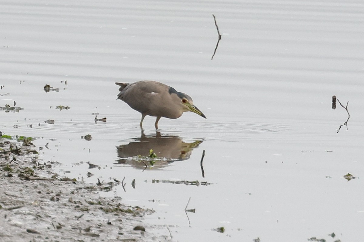 Black-crowned Night Heron - ML623396871