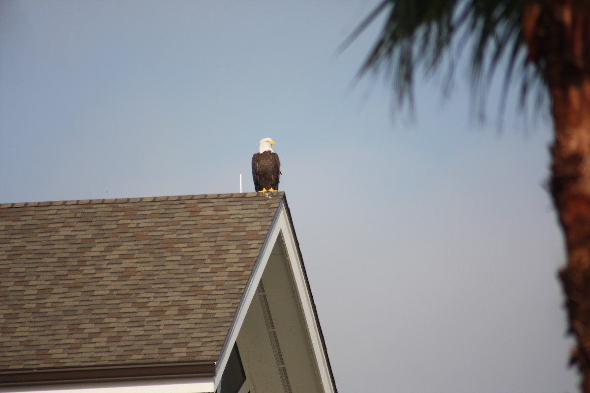 Bald Eagle - ML623396895