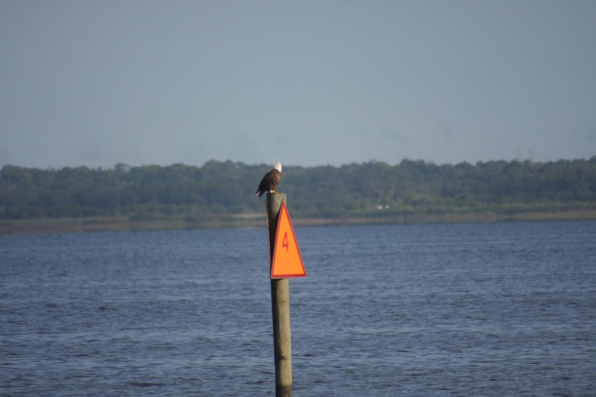 Bald Eagle - ML623396896