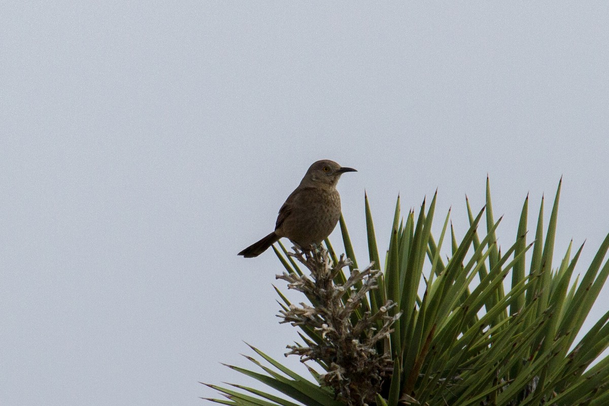 Curve-billed/Bendire's Thrasher - ML62339691