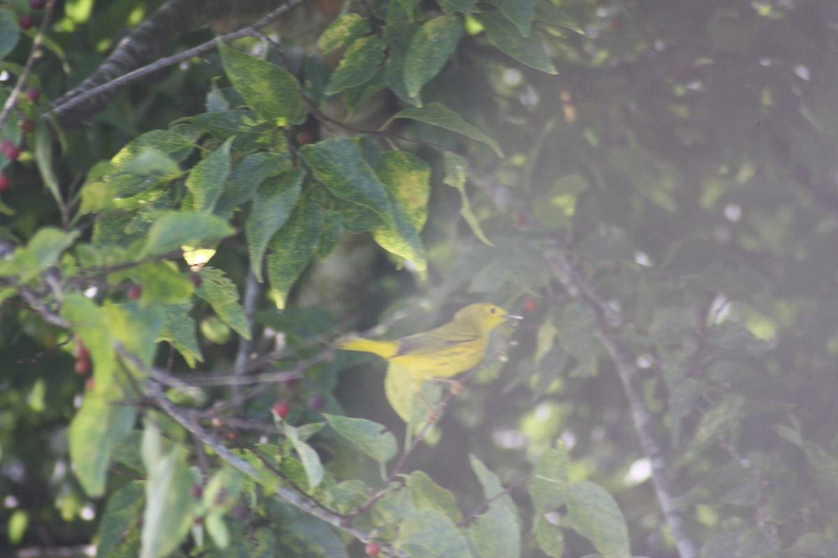 Yellow Warbler (Northern) - ML623396911