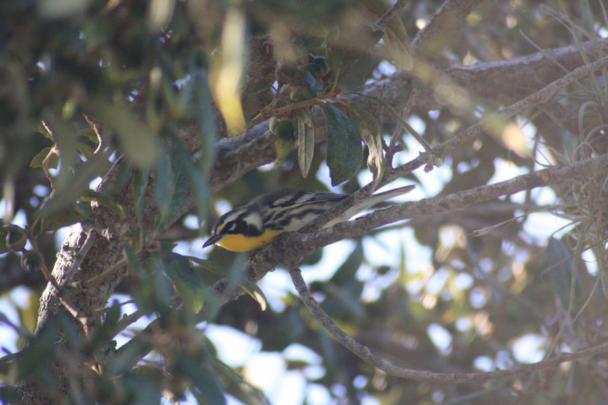 Yellow-throated Warbler (dominica/stoddardi) - Avery Chan