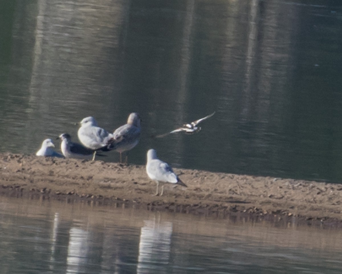 Ruddy Turnstone - ML623396928