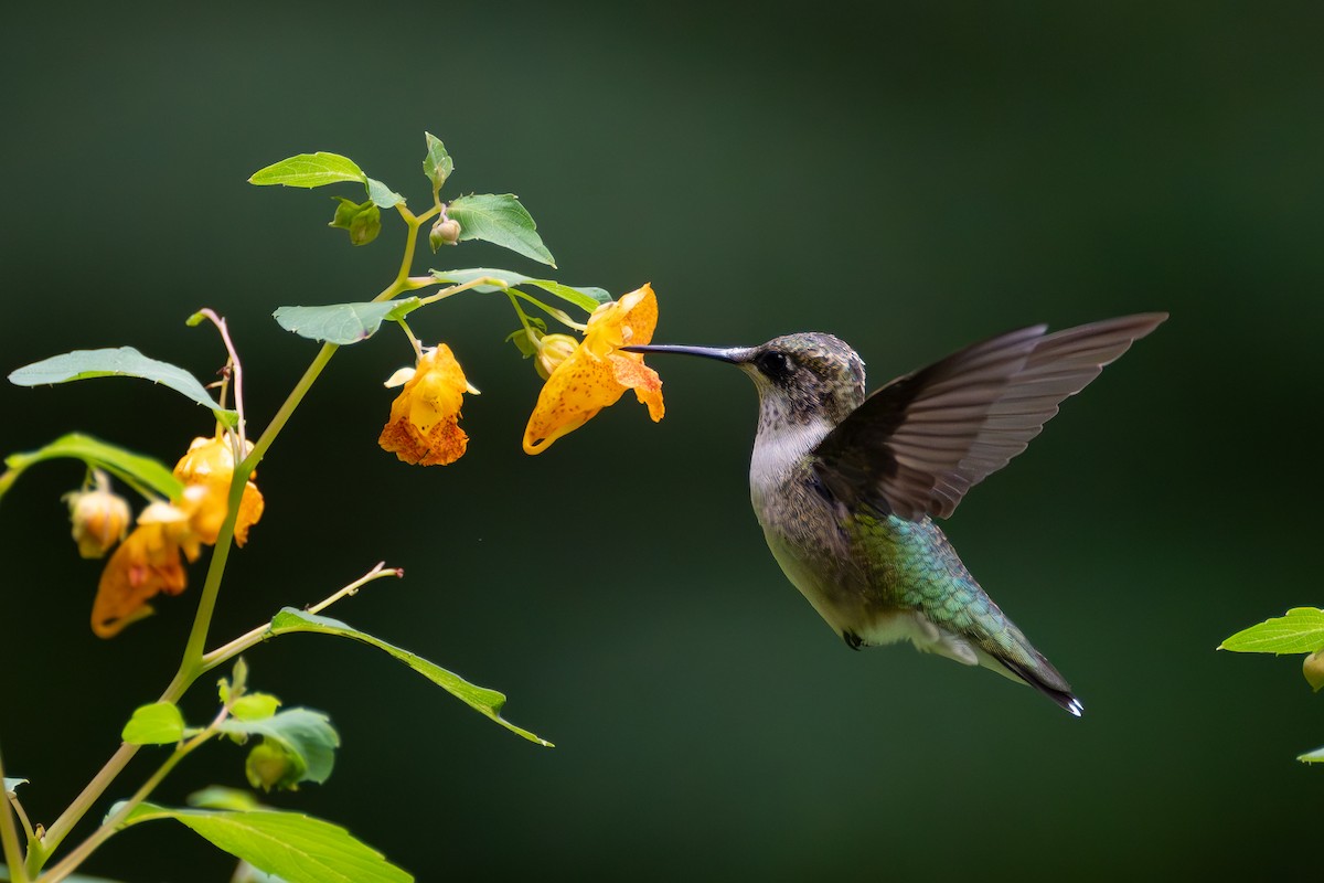 Ruby-throated Hummingbird - ML623396932