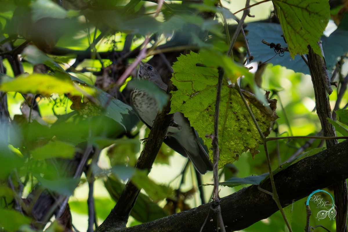 Gray-cheeked Thrush - ML623396984