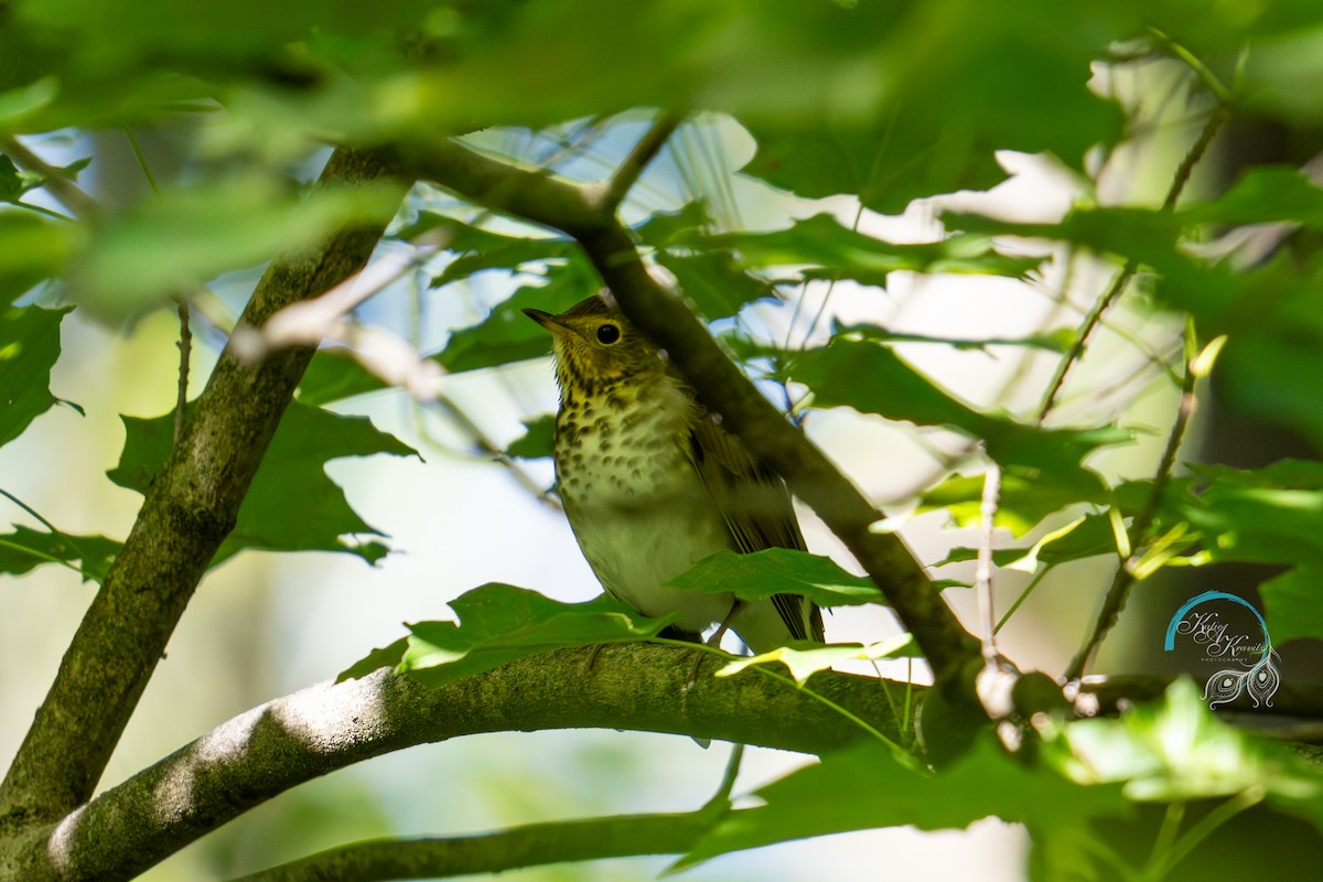 Swainson's Thrush - ML623396998