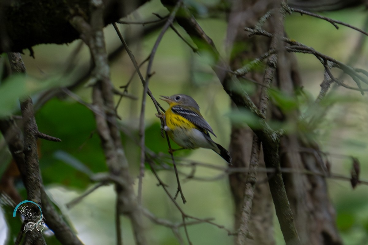 Magnolia Warbler - ML623397002